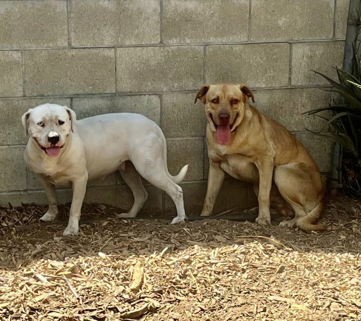 two dogs with their tongues sticking out