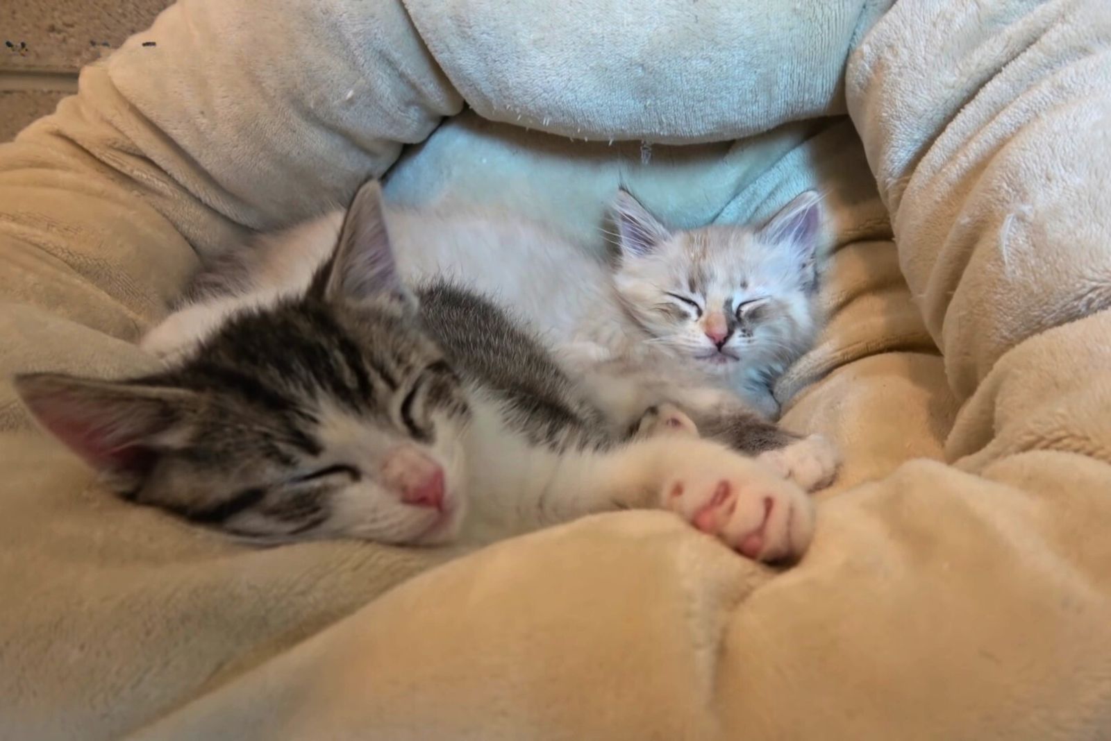 two fluffy cats sleeping