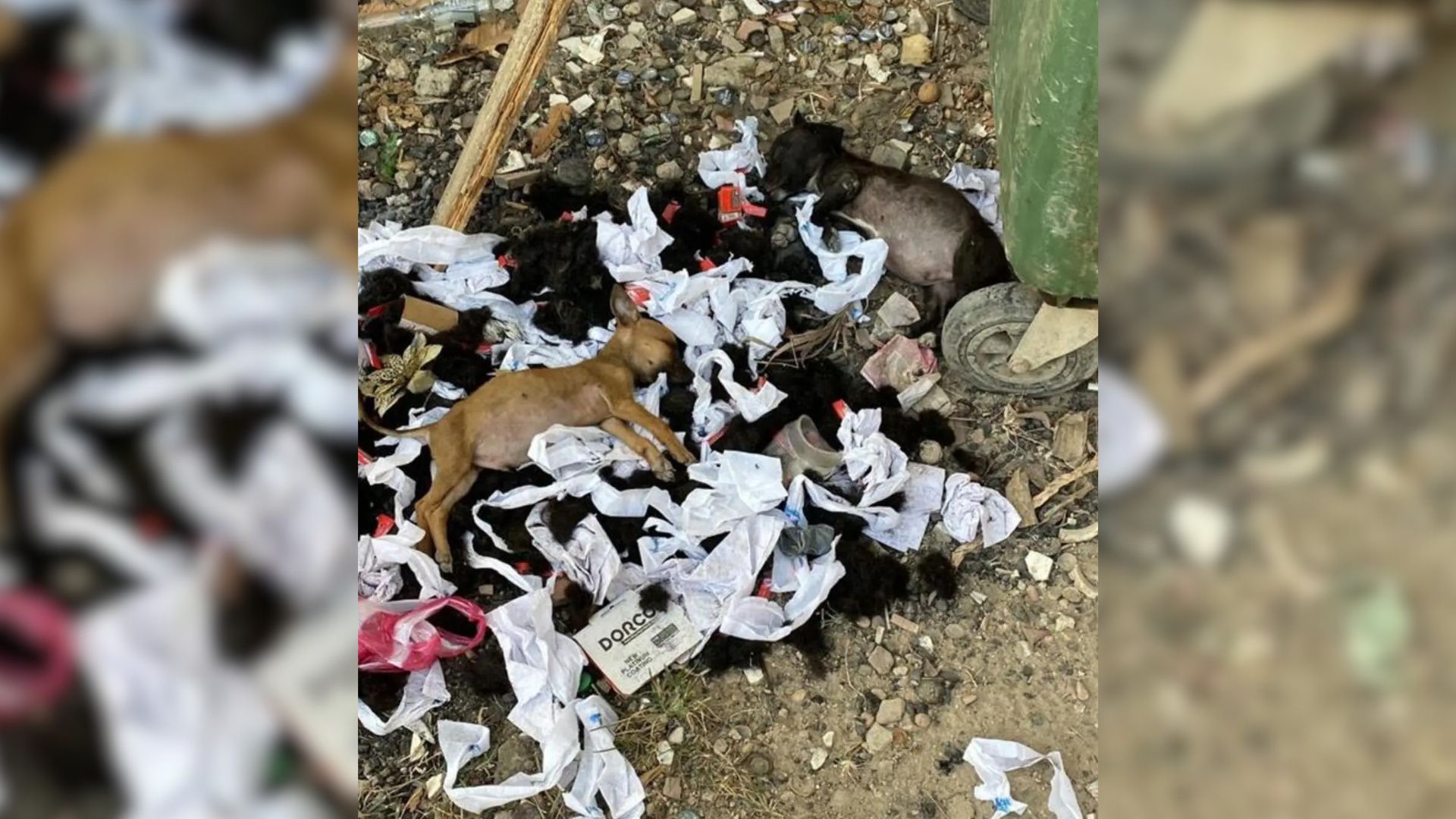 Two Cruelly Abandoned Pups Found Sleeping On A Trash Pile, Struggling To Survive