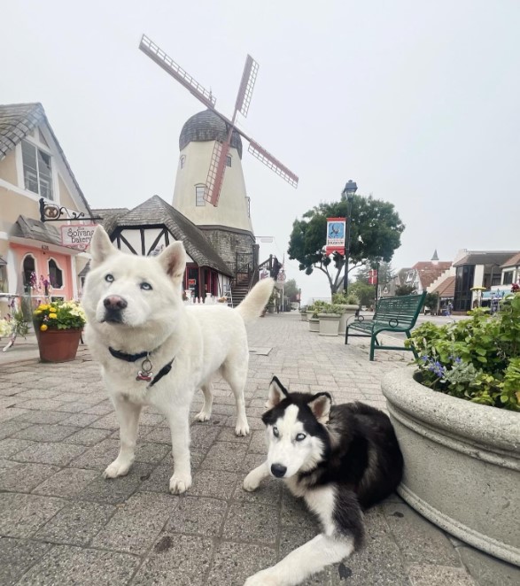 two huskies on the street