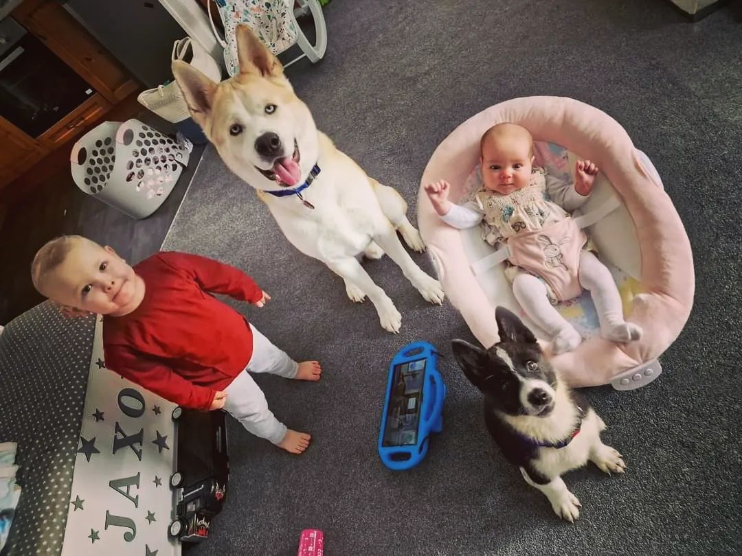 two kids and two dogs