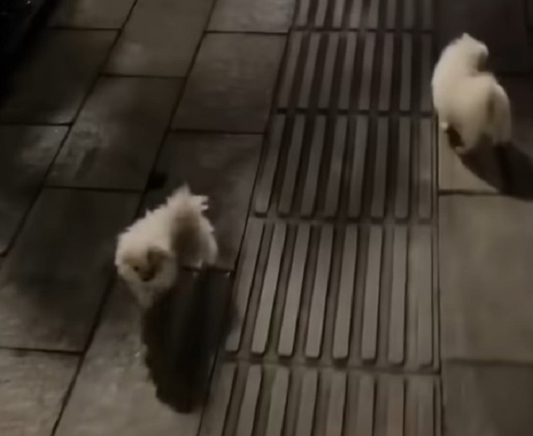 two little white puppies