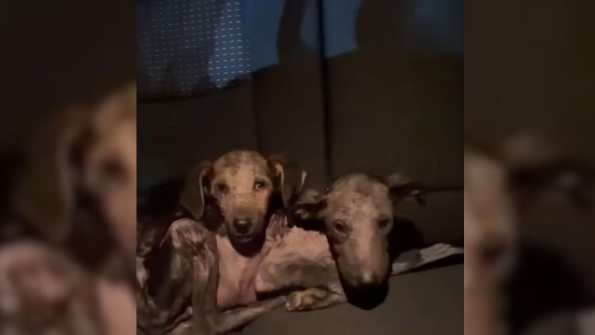 Starving Puppy Siblings Found Living On The Edge Get A New Chance At Life