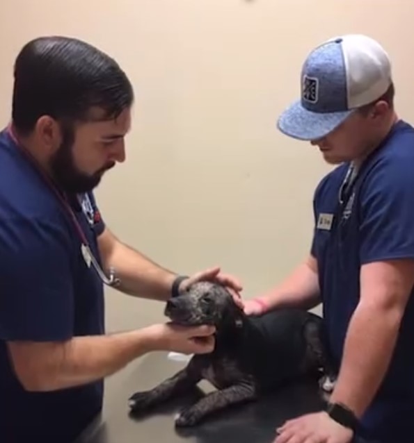 two men and a dog at vet's office