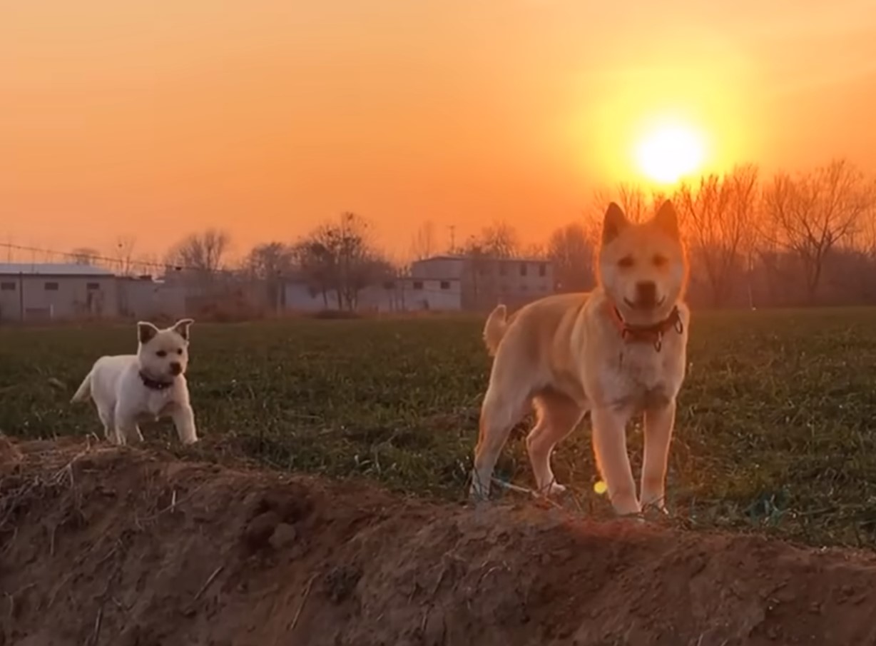 two playful dogs in the field