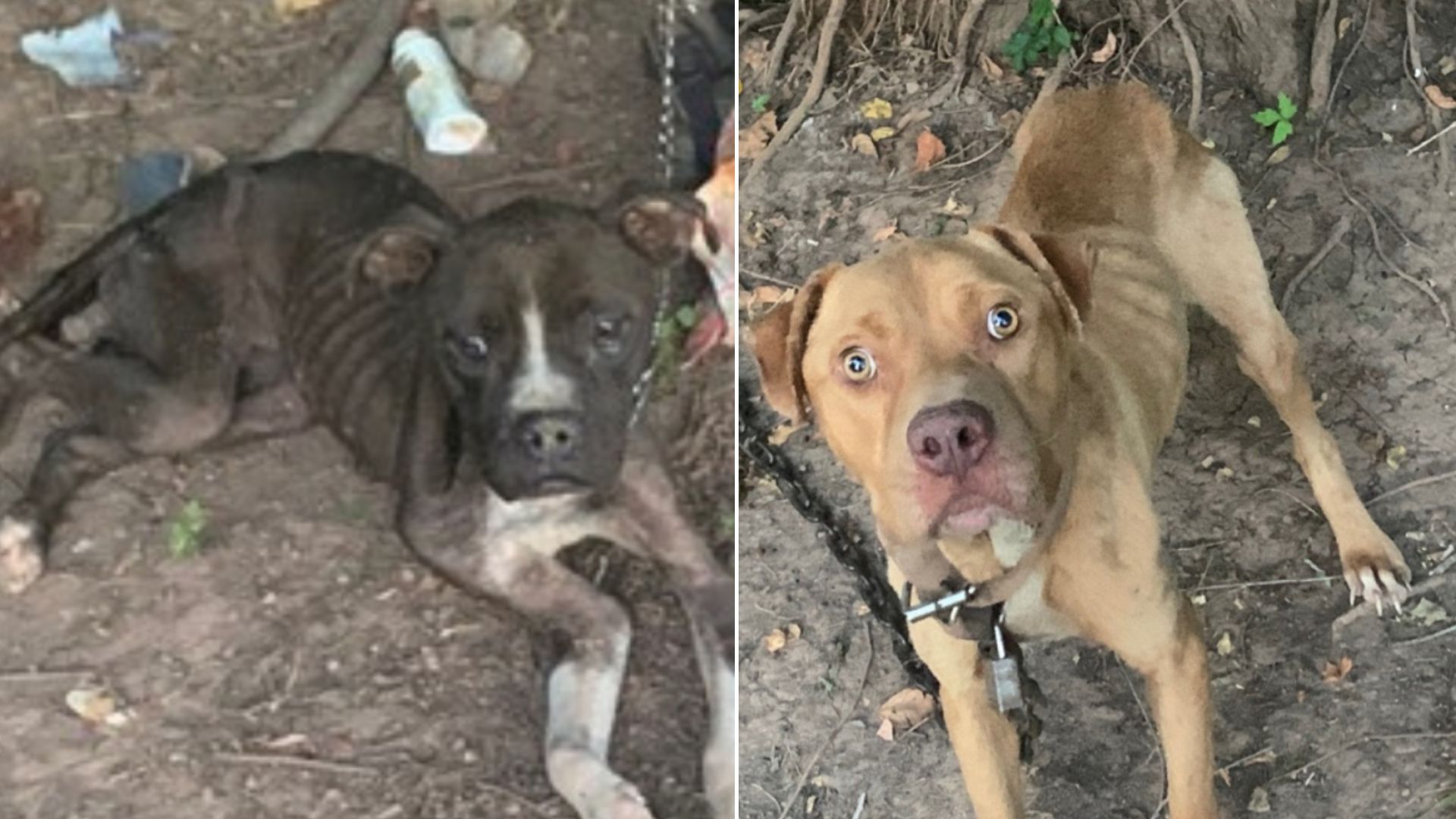 Two Poor Dogs Found At Property Were In Such A Horrible State They Were Hard To Look At