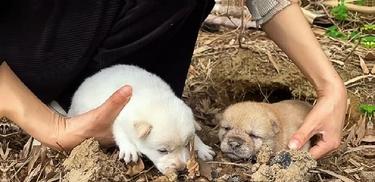 two puppies in backyard