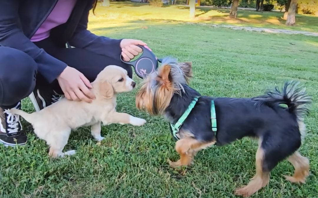 two puppies playing on grass