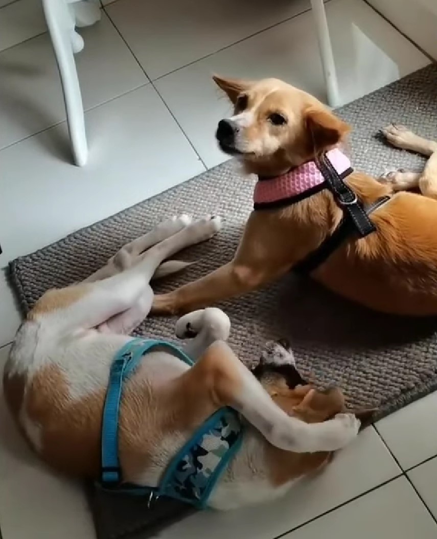 two sweet dog laying down