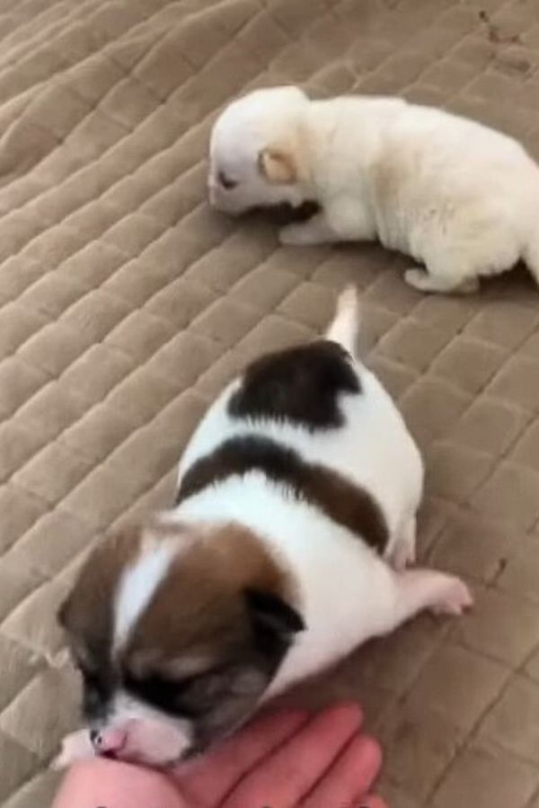 two tiny puppies