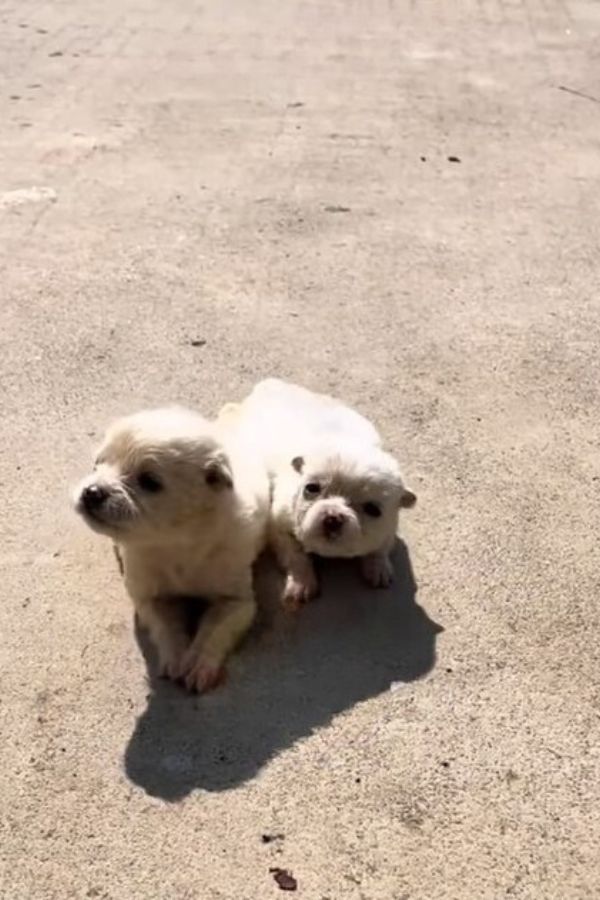 two white newborn puppies