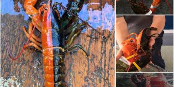 This rare two-toned red and black Maine lobster is ‘1 in 50 million’