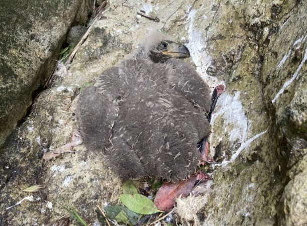 A fallen baby eagle is stranded in a rocky area.