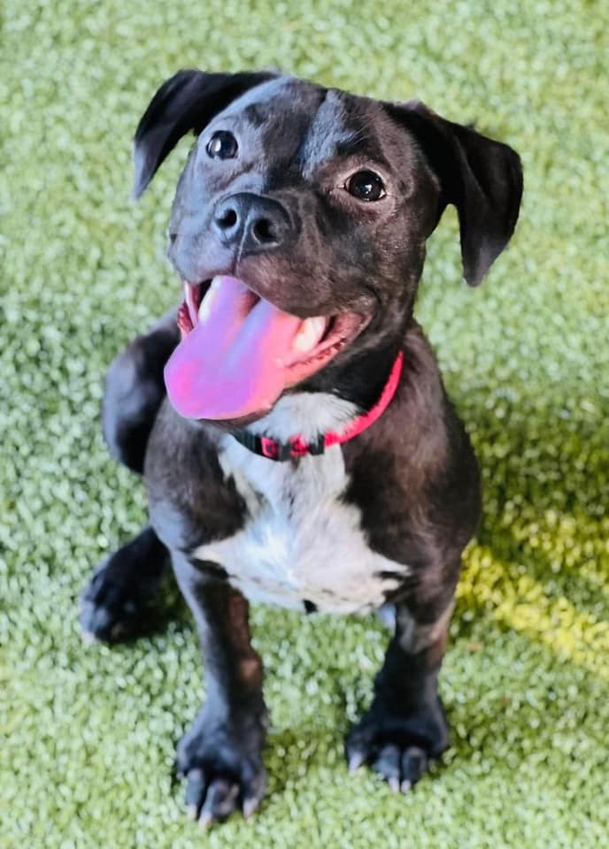 very cute black dog with tongue out