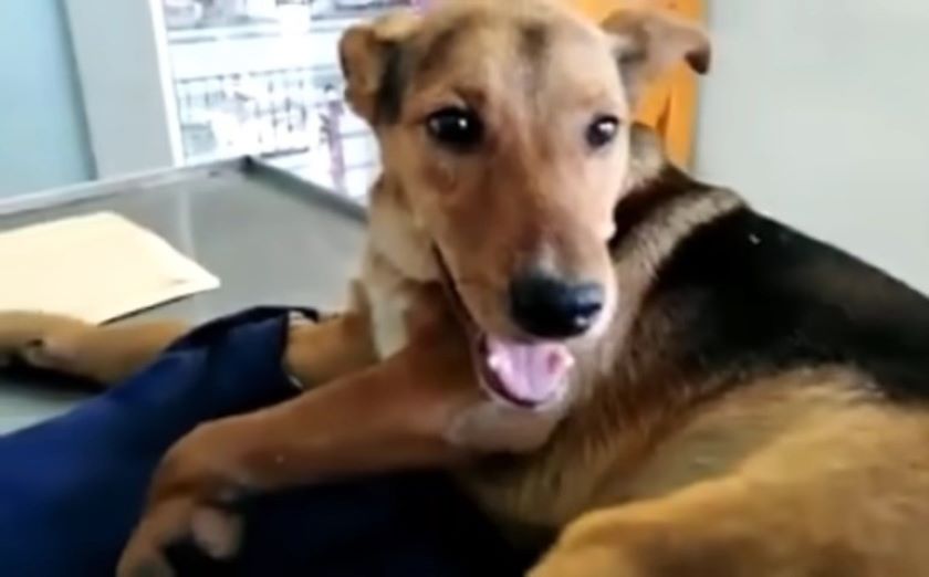 very cute dog on table