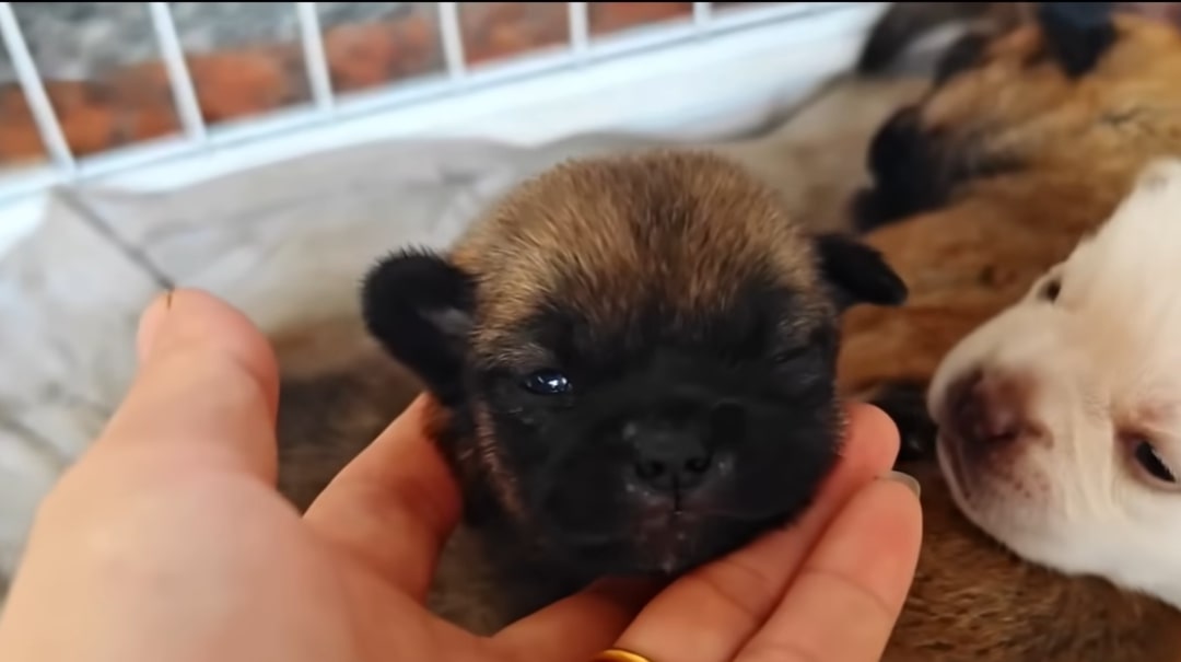 very sweet newborn puppy