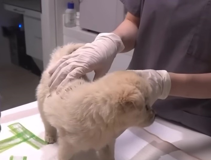 veterinarian touching a puppy