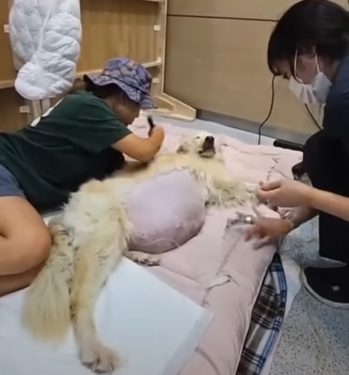 vets shaving a dog