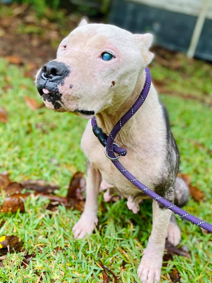 white blind dog