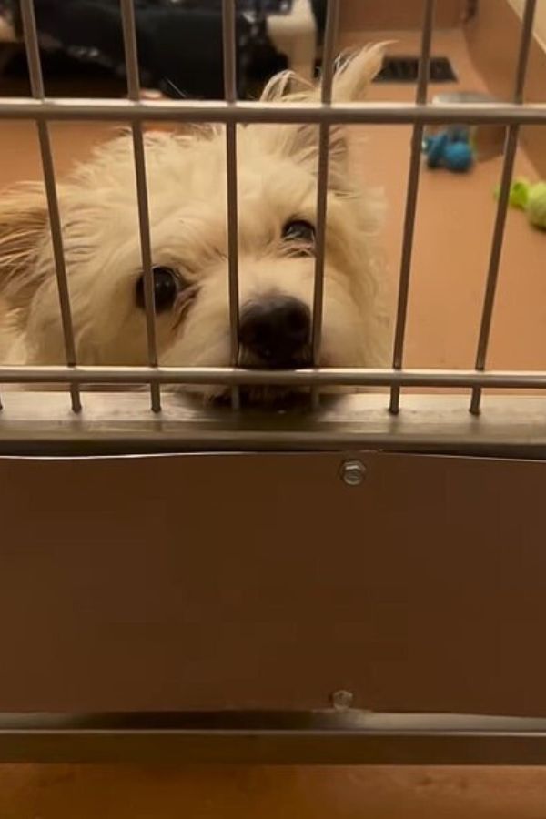 white dog behind the bars