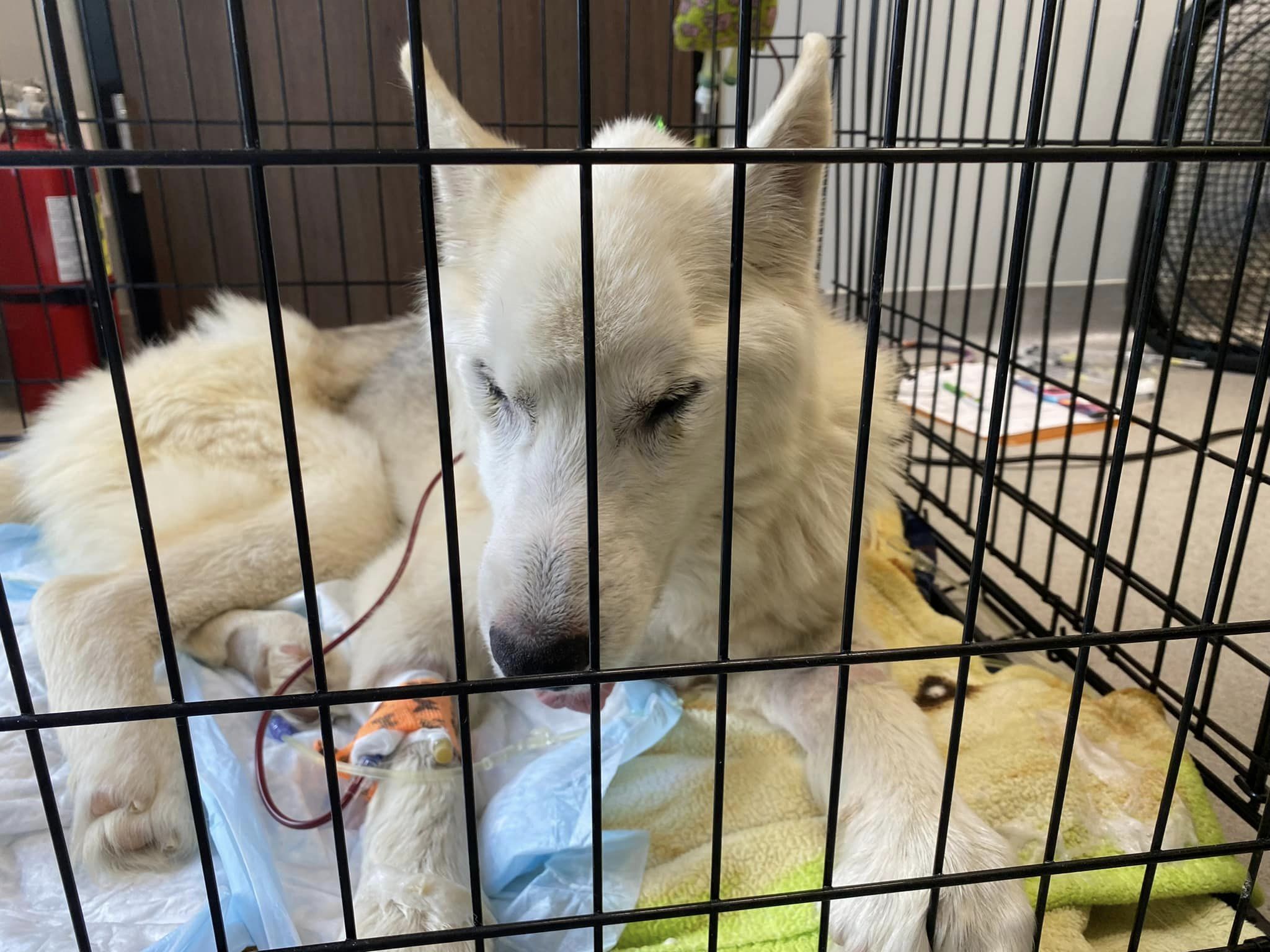 white dog in crate