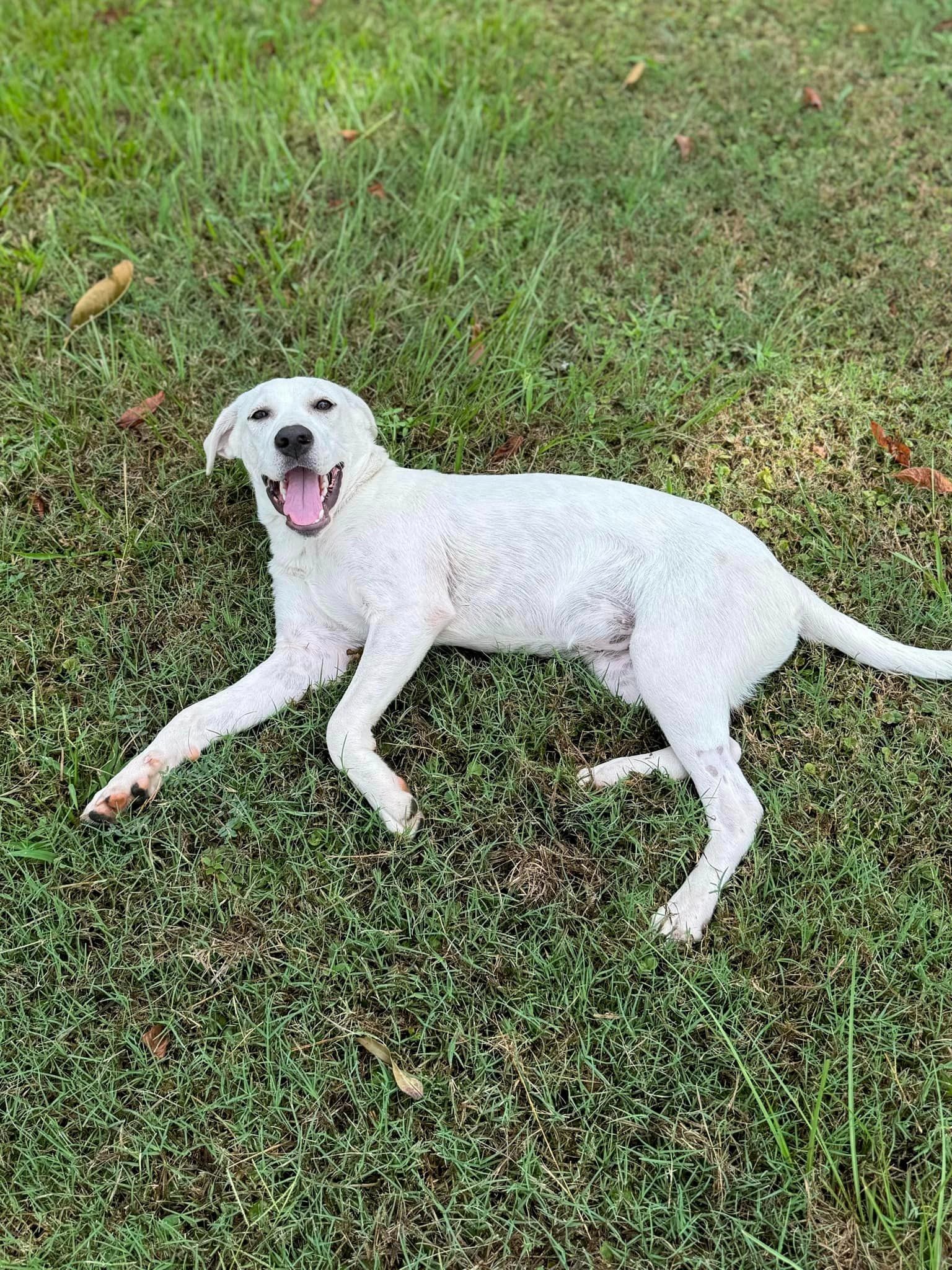 white dog laying in grass