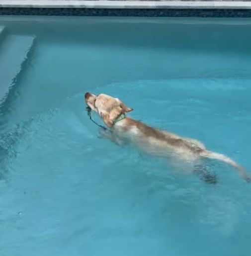 white dog swimming