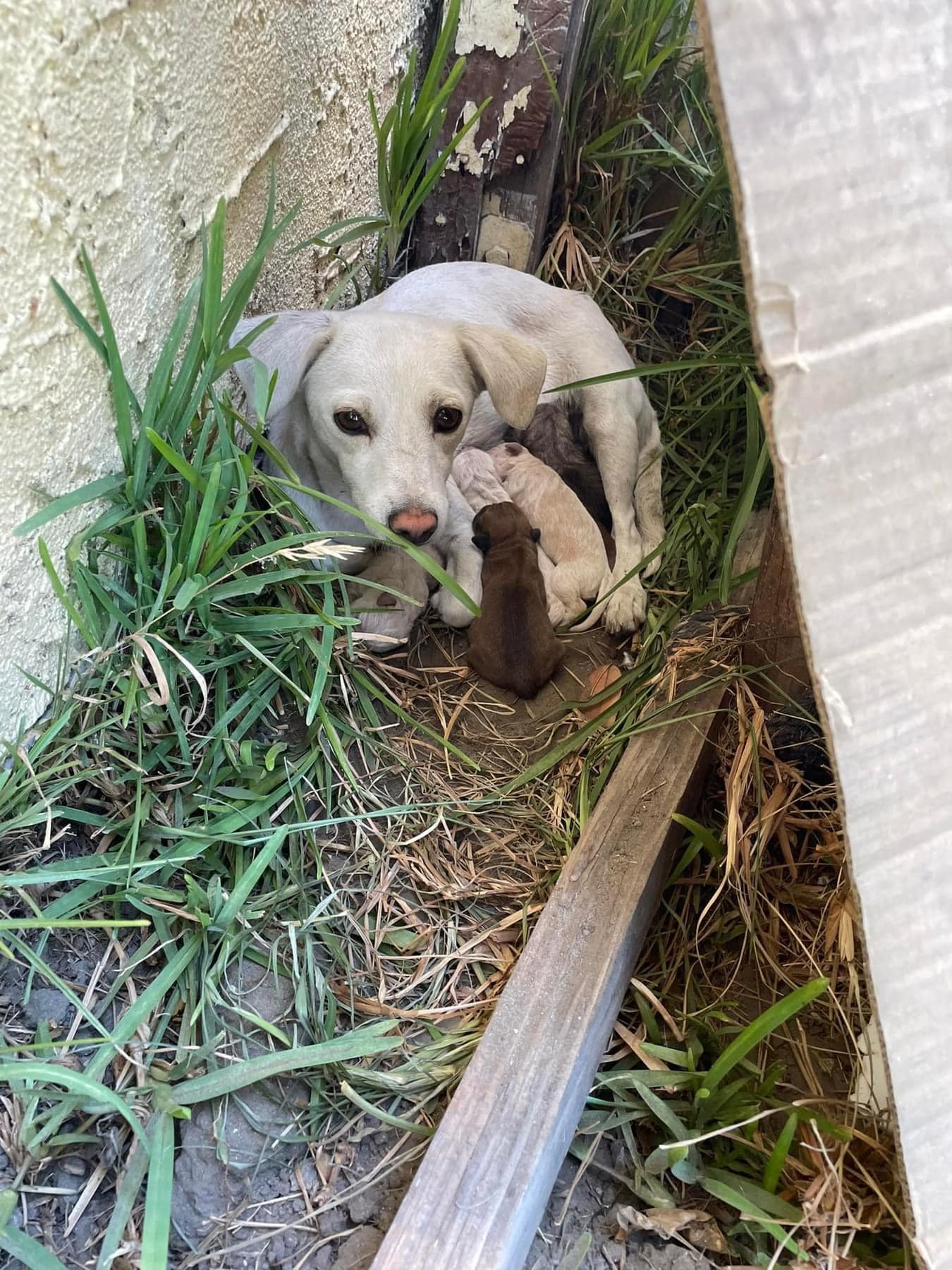 white mother dog feeding the puppies