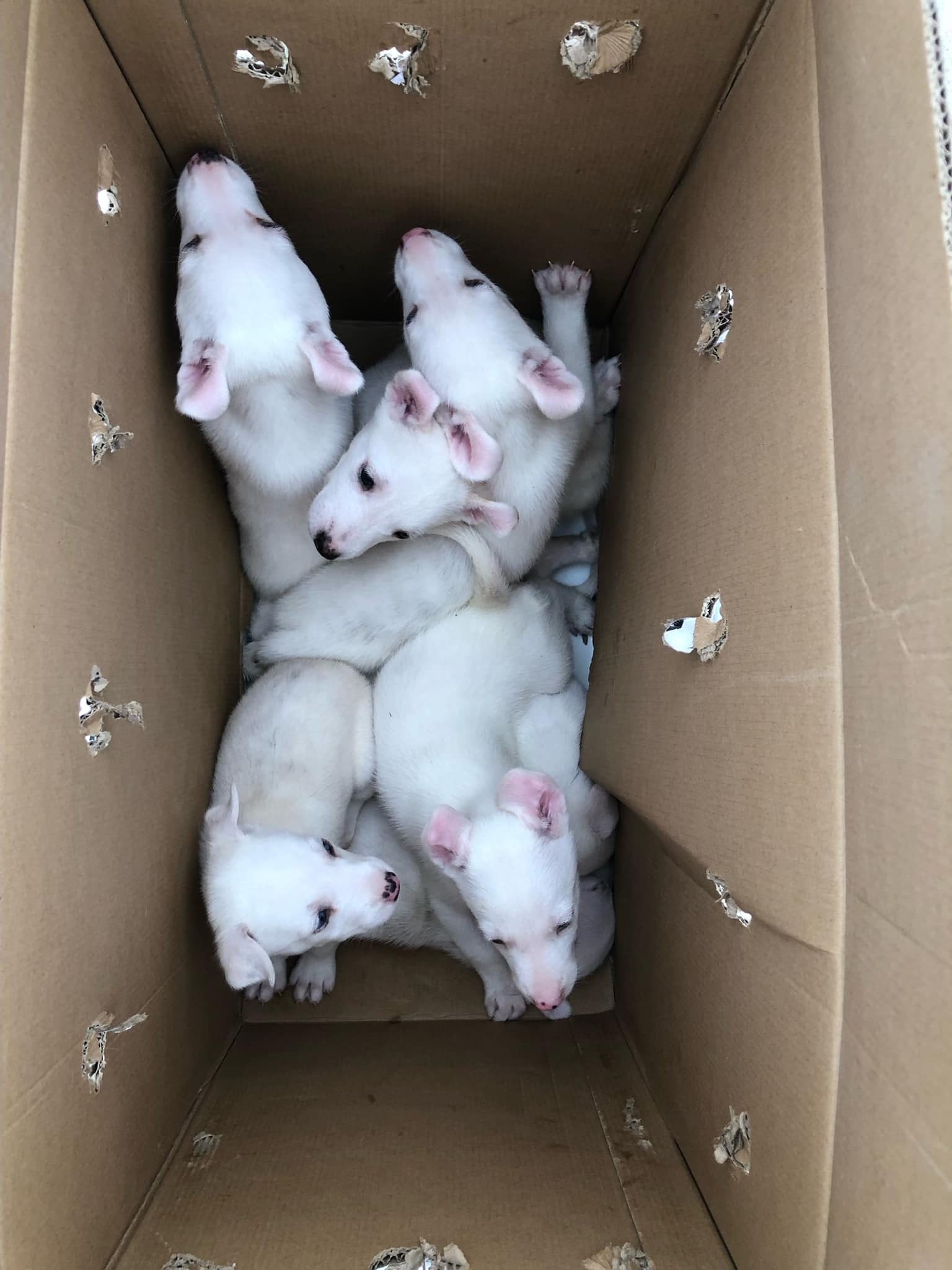 white puppies in box