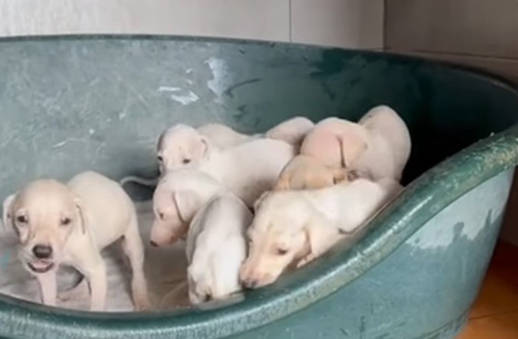 white puppies