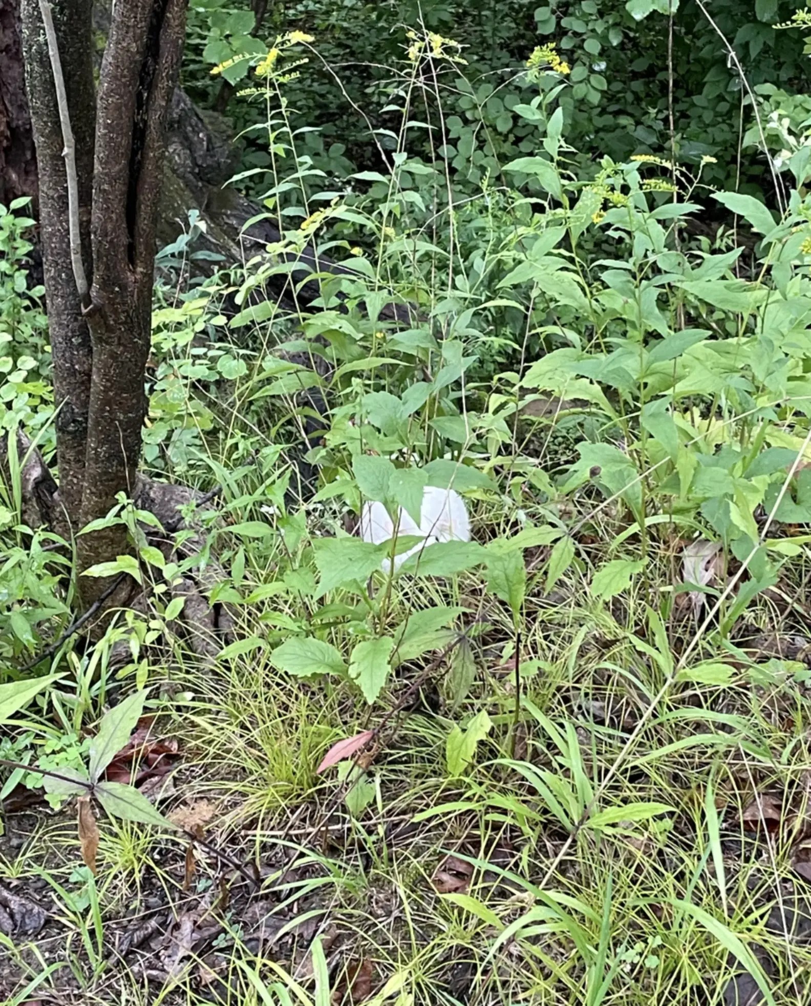 white spot in the leaf