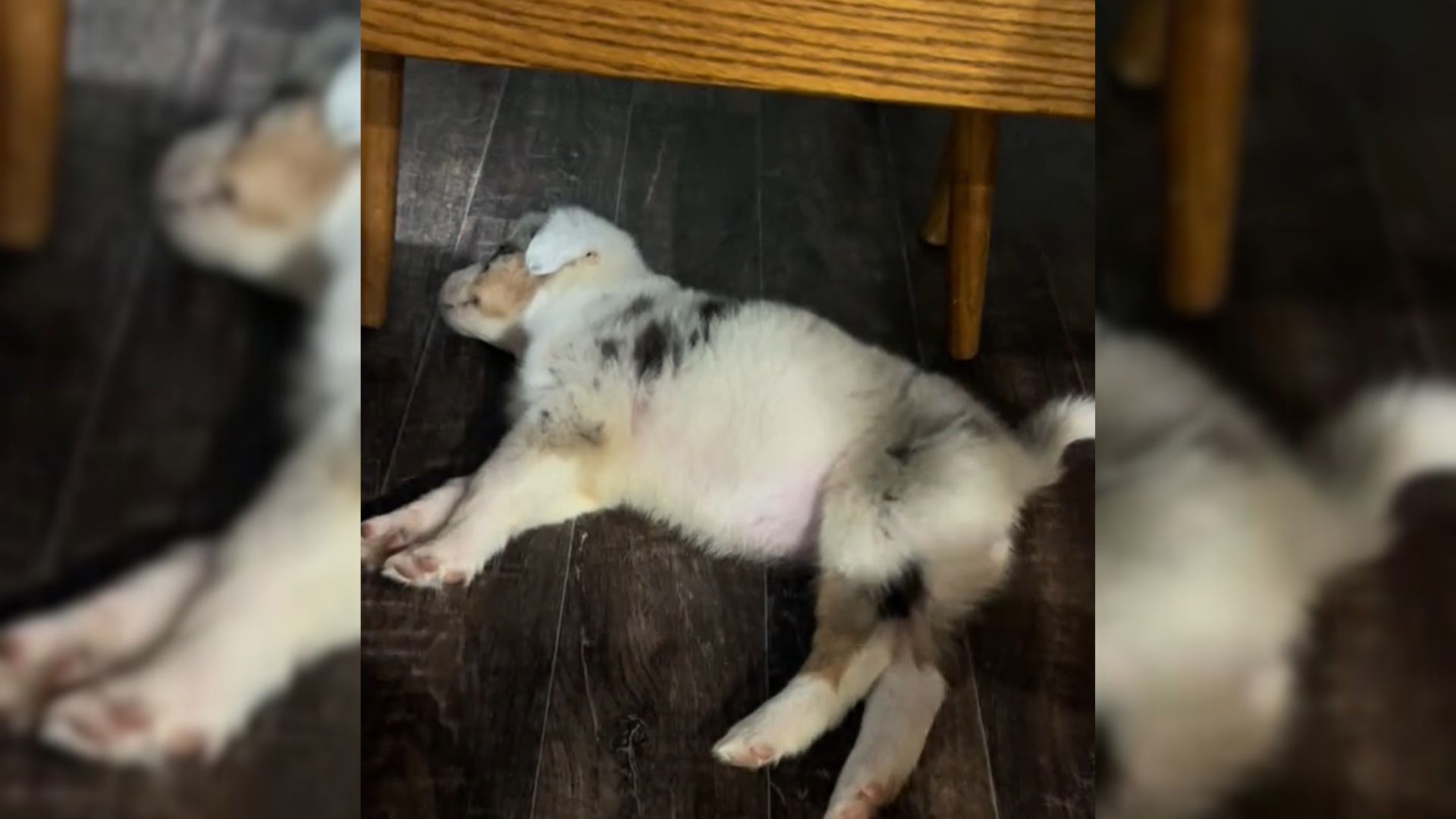 Woman Adopted The Sweetest Puppy But Soon Realized Something Was Wrong With Her