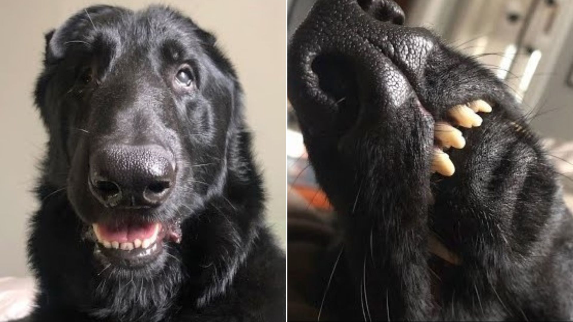 Woman Took In This Adorable Rescue Dog Only To Realize He Was Full Of Surprises