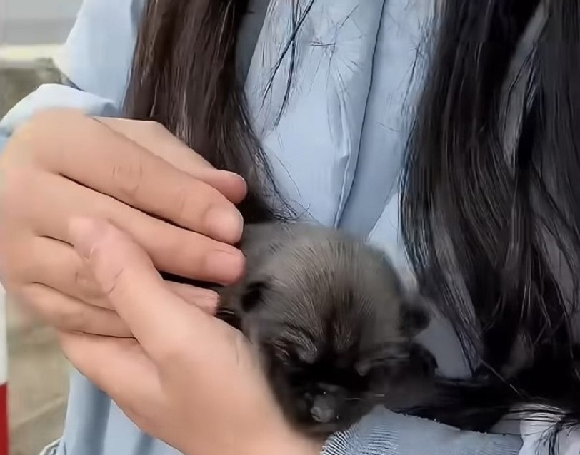 woman carresing tiny puppy