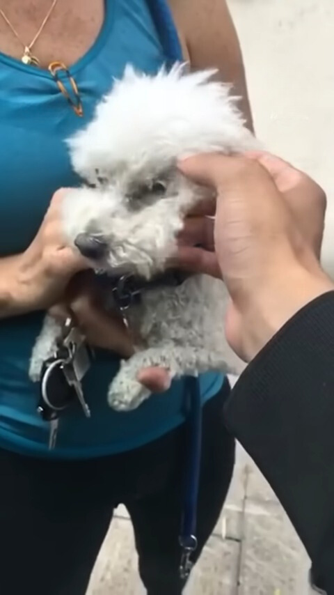 woman comforting dog