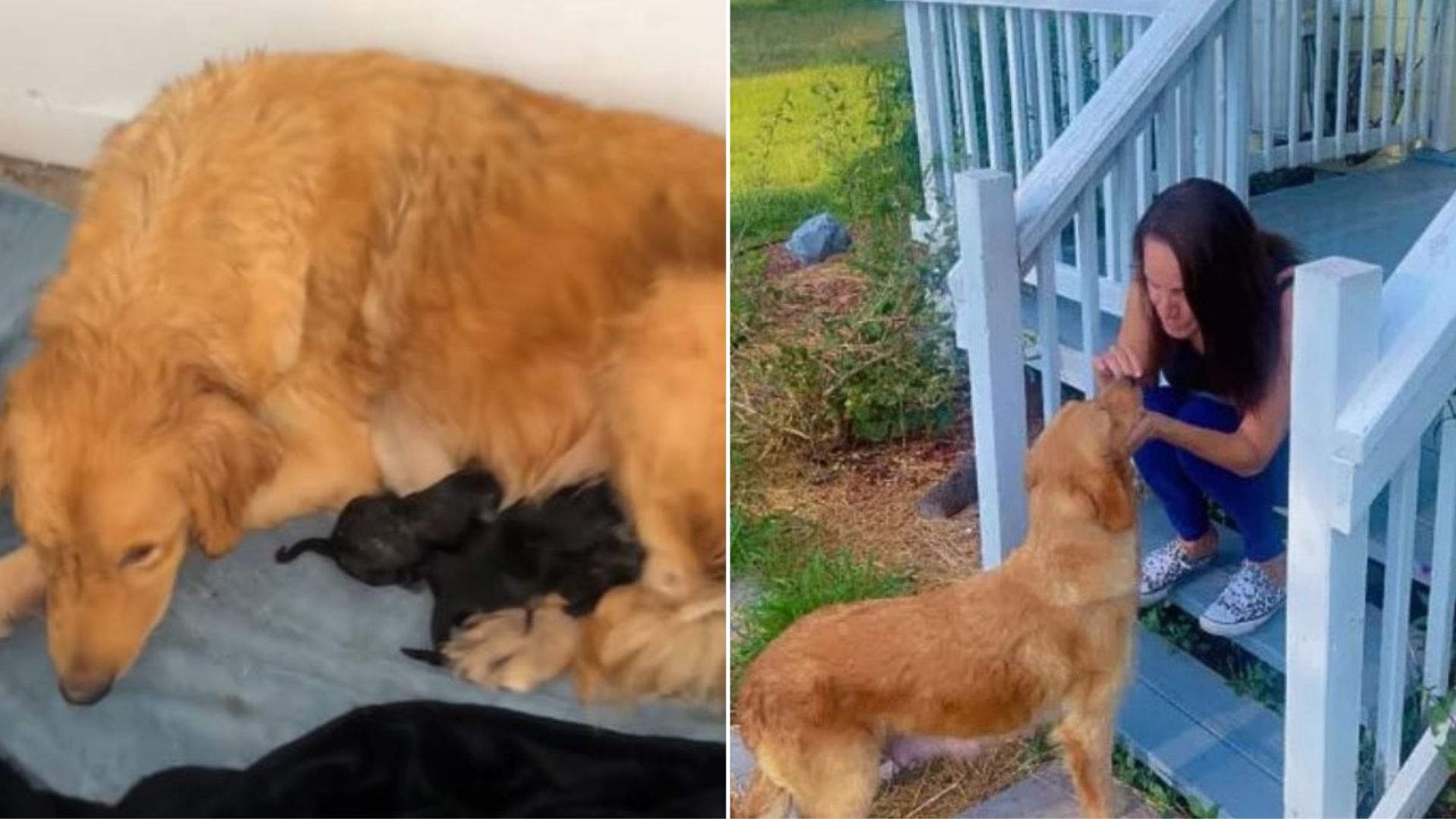 Woman Crawls Underneath Her House In Order To Save An Abandoned Golden Retriever And Her Newborn Puppies