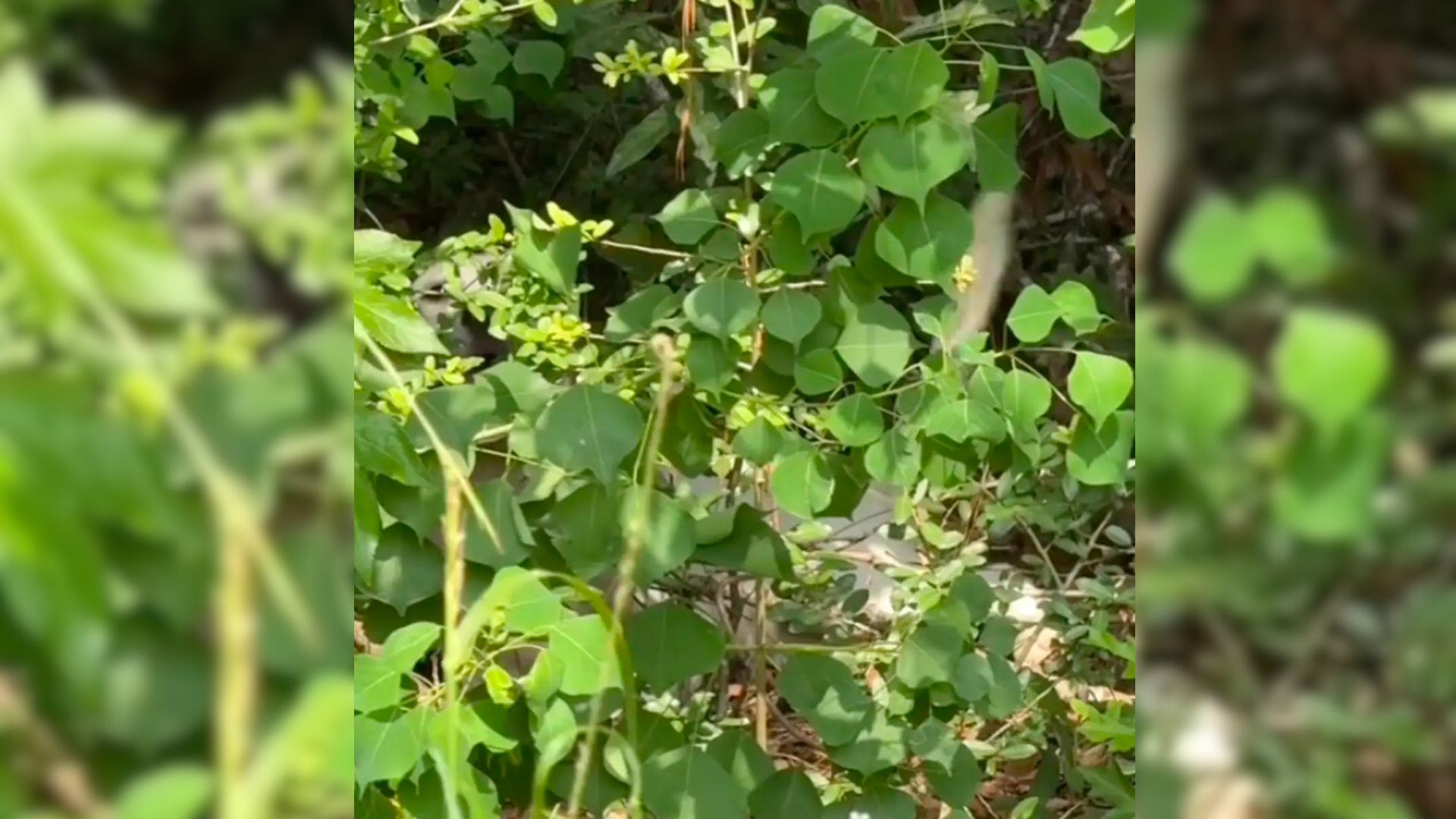 Woman Driving Son To Class Promptly Stops Car After Seeing Mysterious White Blur In Ditch