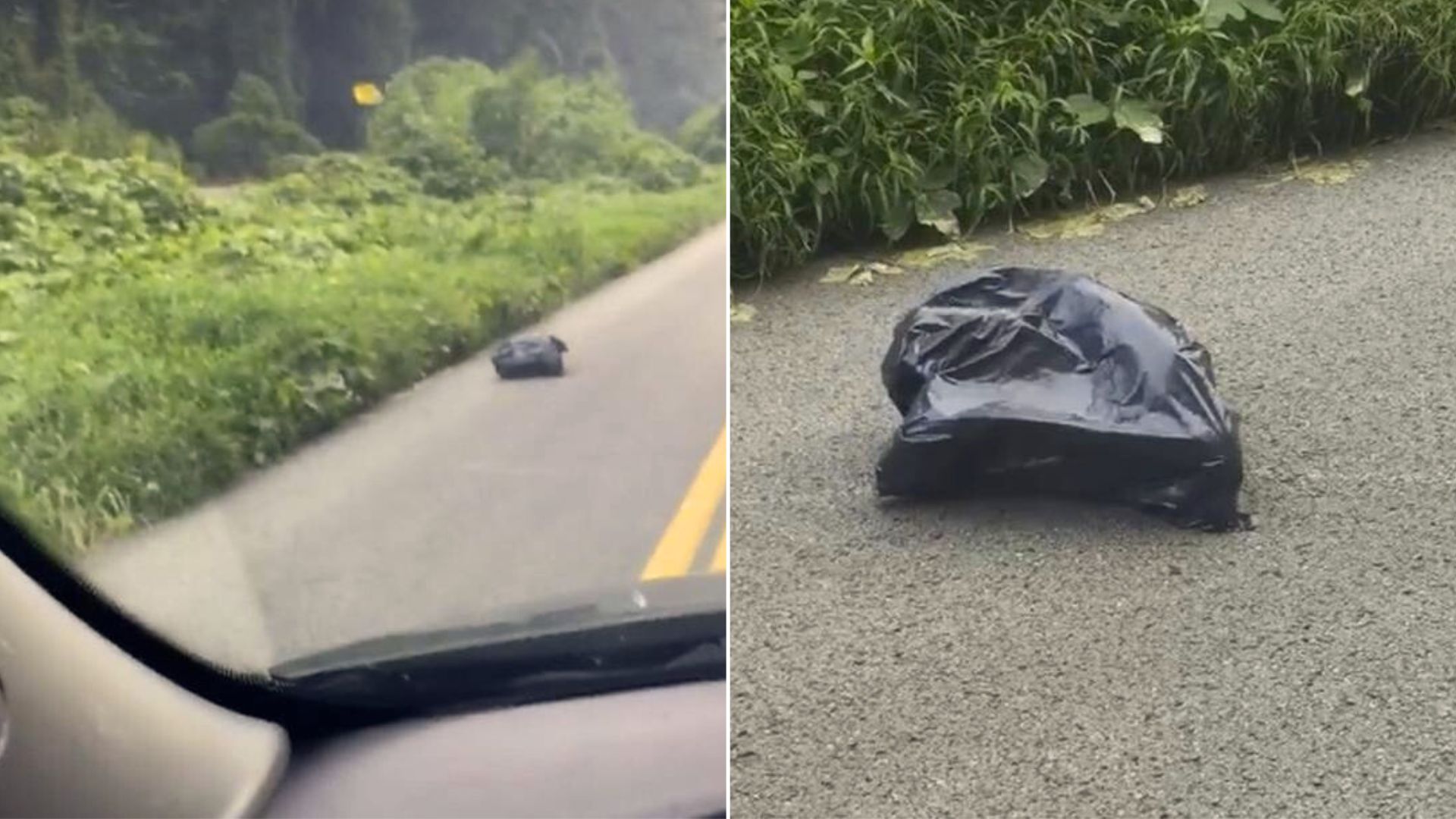 Woman Stops Her Car To Check A Bag She Sees On The Road, Only To Be Shocked