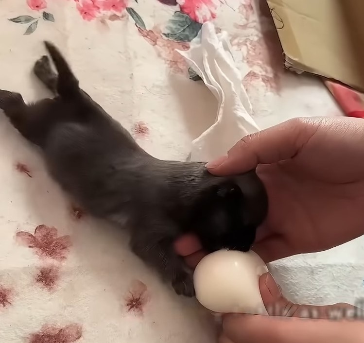 woman feeding newborn puppy