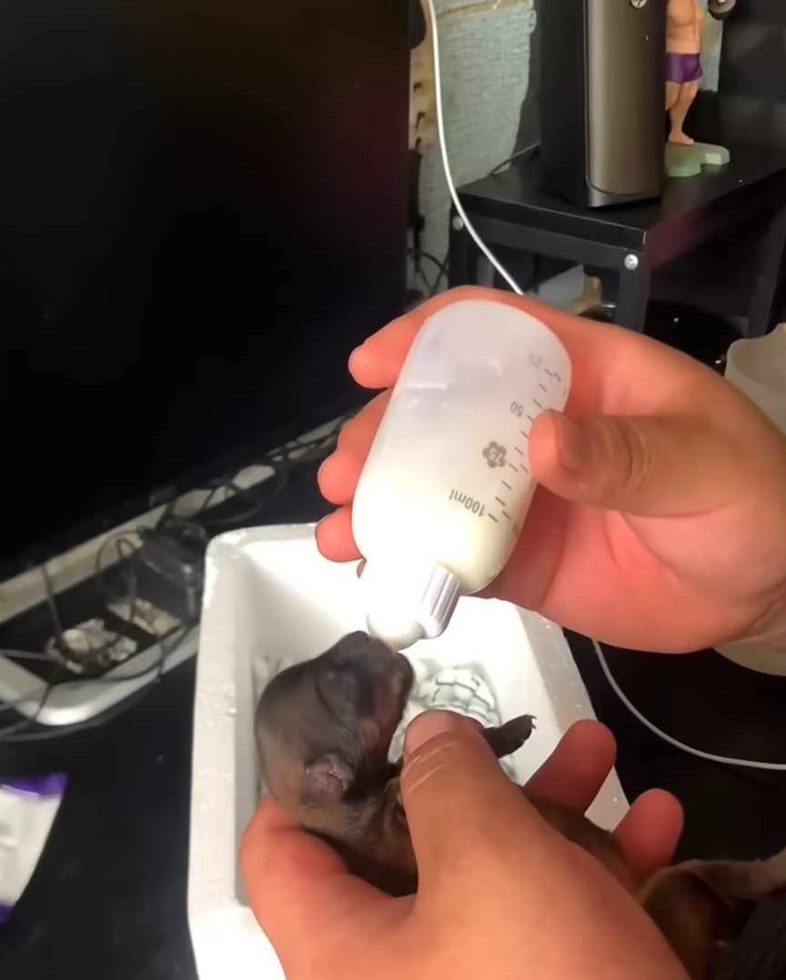 woman feeding puppy trough bottle