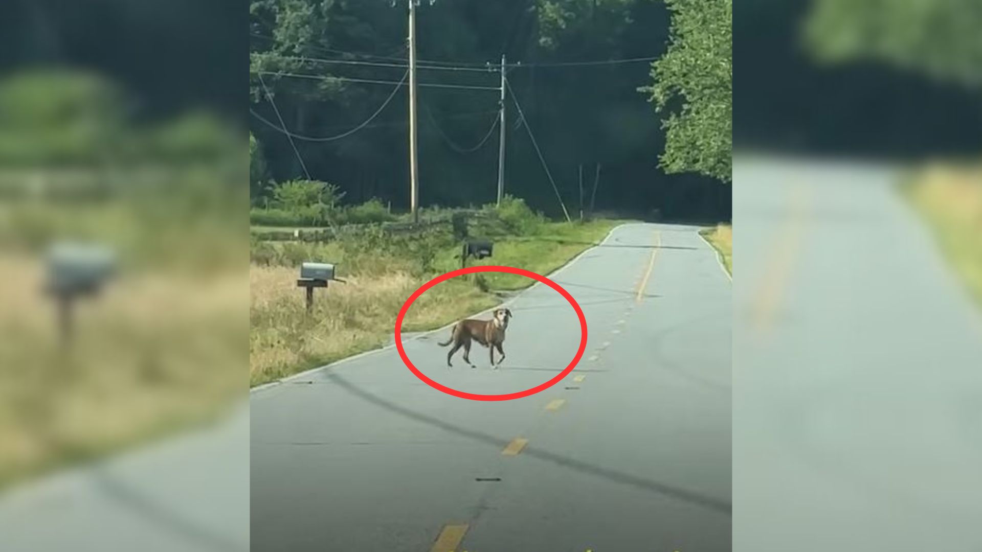 Woman Felt Moved To Learn The Backstory Of A Dog Who Wandered Into Her Life And Captured Her Heart