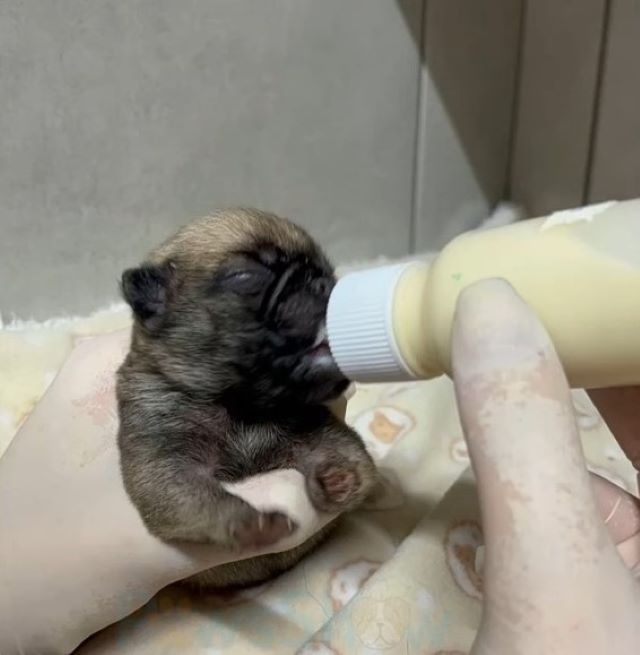 woman gives hap from a bottle to a puppy