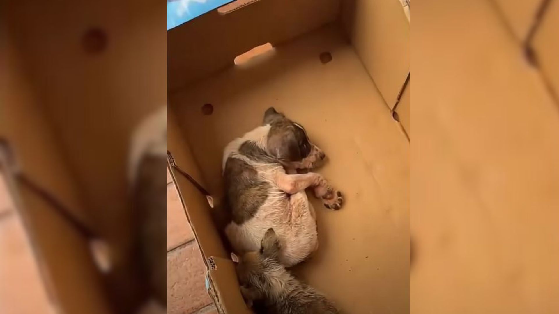 Woman Hears Cries From A Box Next To A Trash Can, Only To Discover A Heartbreaking Surprise