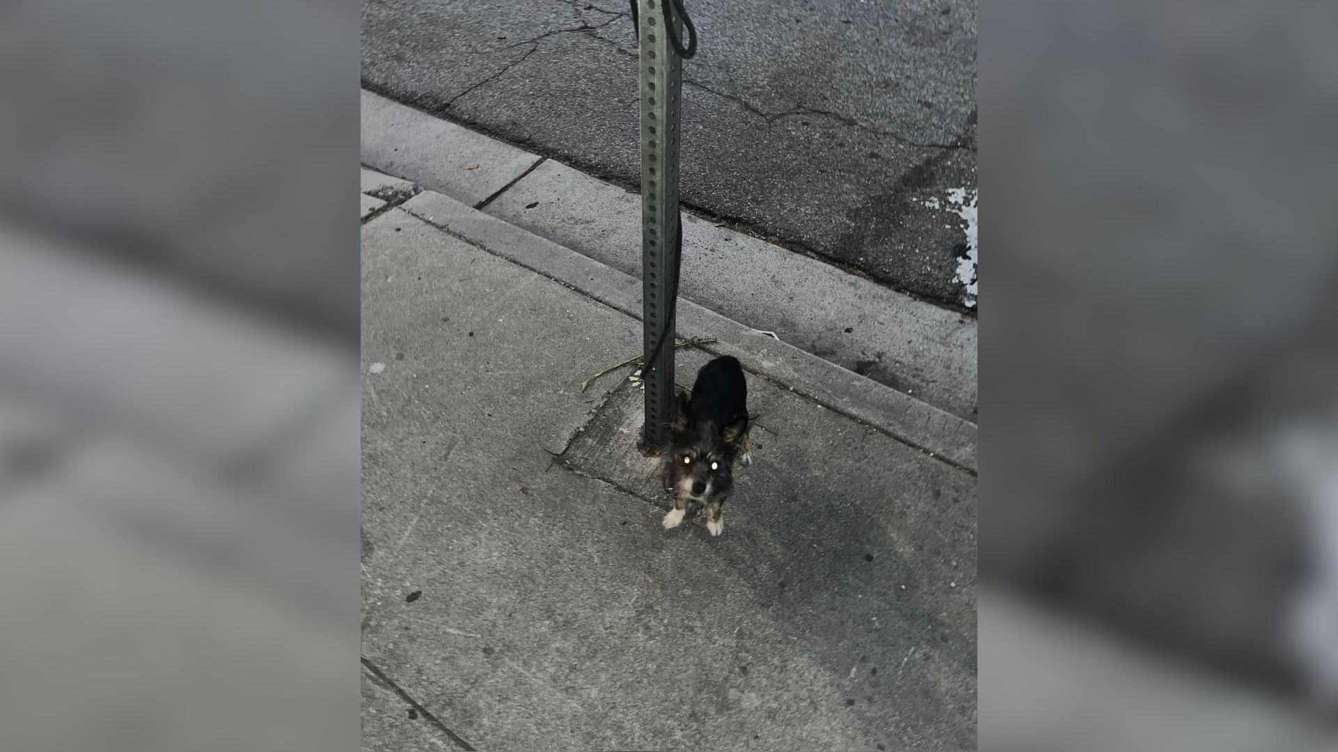 Woman Heartbroken After Discovering Helpless Dog Tied To A Pole On The Street