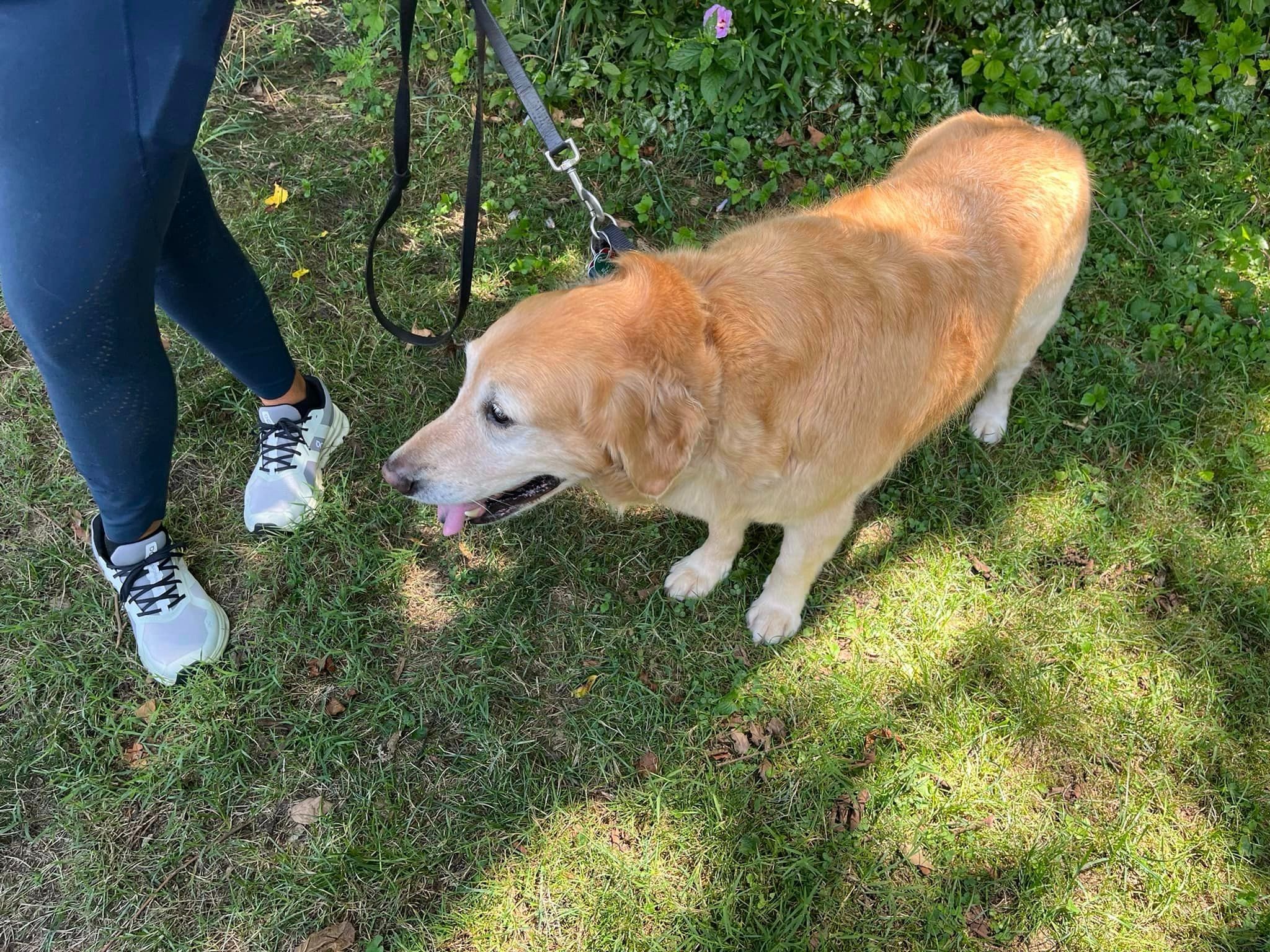 woman holding a dog on a leash