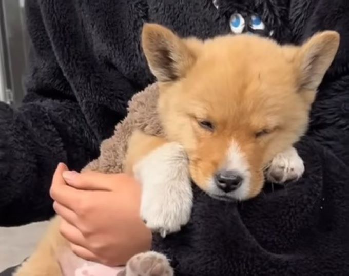 woman holding very cute puppy