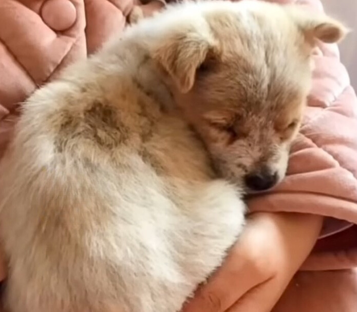 woman holds in arms tiny puppy