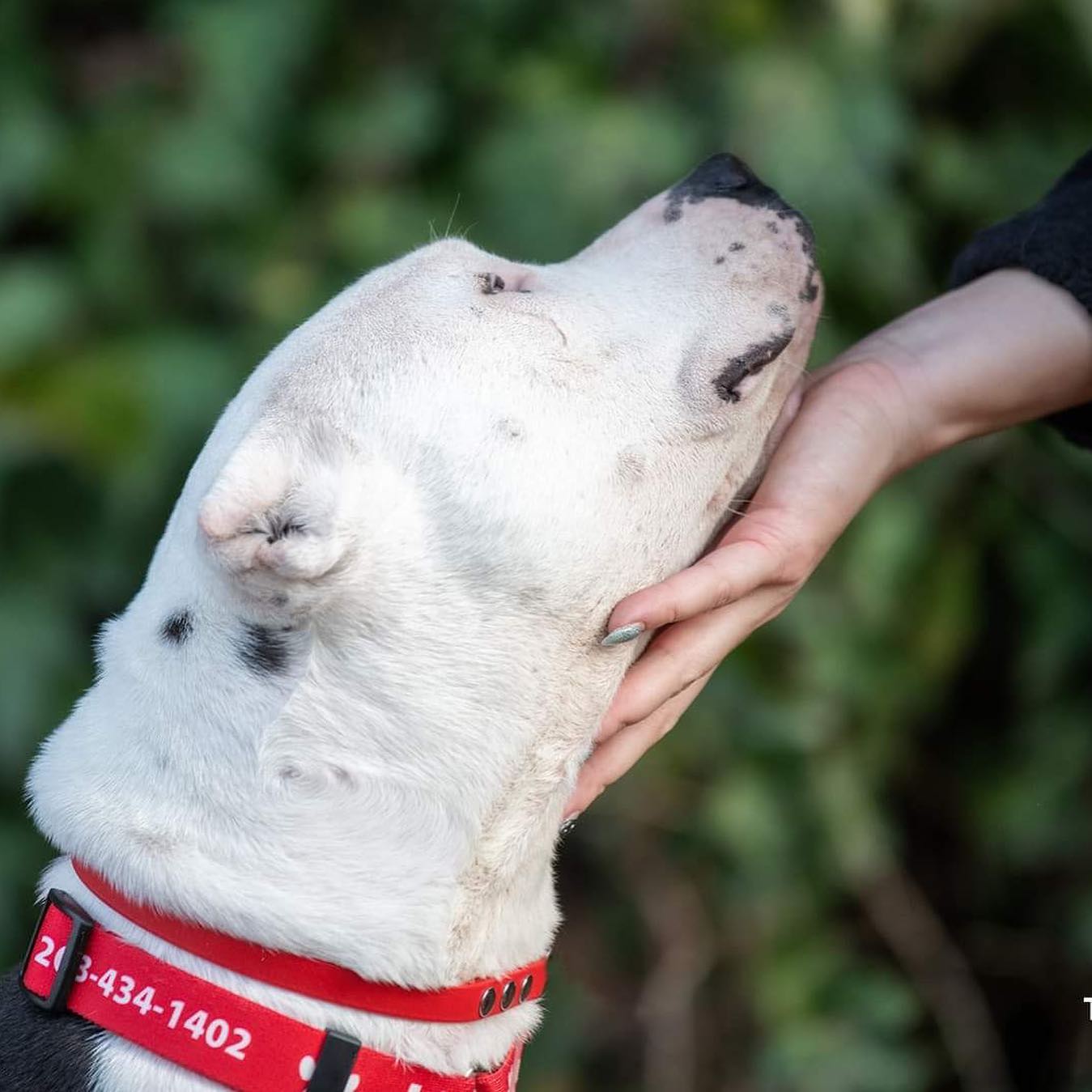 woman petting blind dog