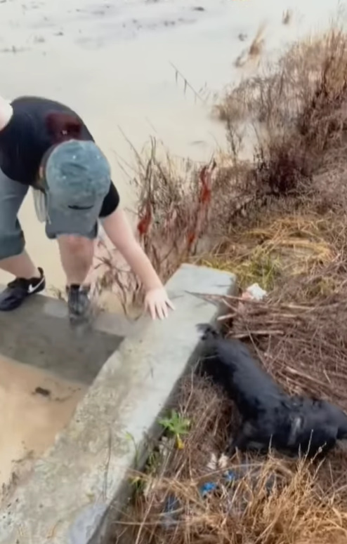 woman rescuing dog