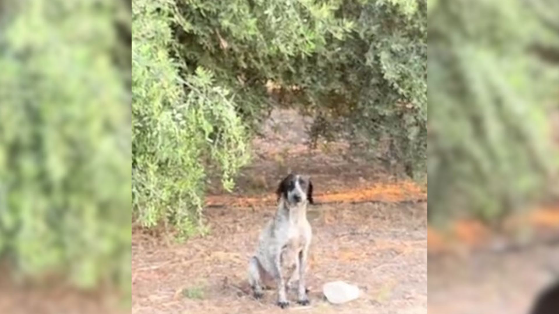 Woman Saved A Pregnant Stray Dog S​hortly Before It Was Her Turn To Be Euthanized